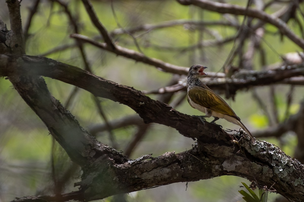 Scaly-throated Honeyguide - Mike “Champ” Krzychylkiewicz