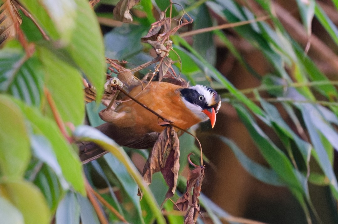 Black-crowned Scimitar-Babbler - ML622232572