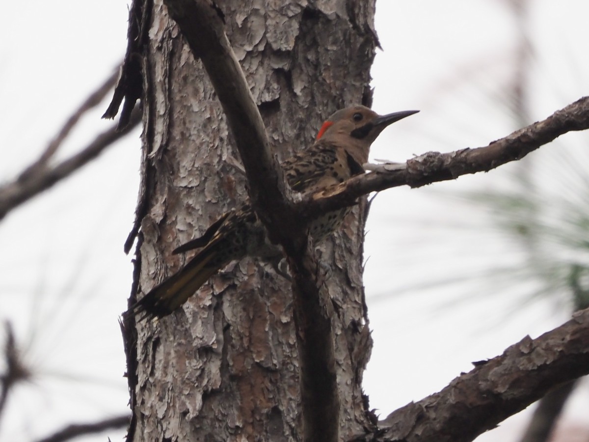 Northern Flicker (Yellow-shafted) - ML622232638