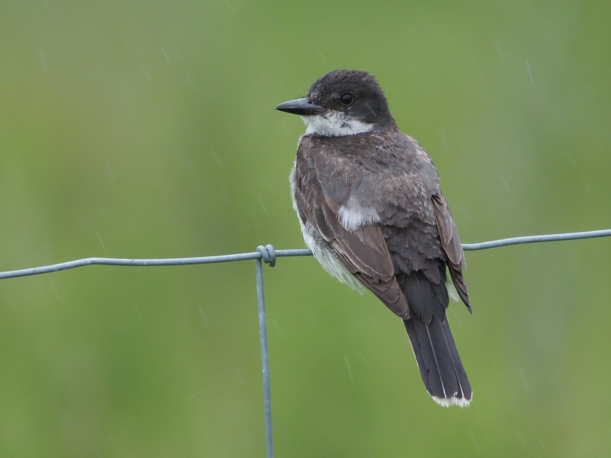 Eastern Kingbird - ML622232642