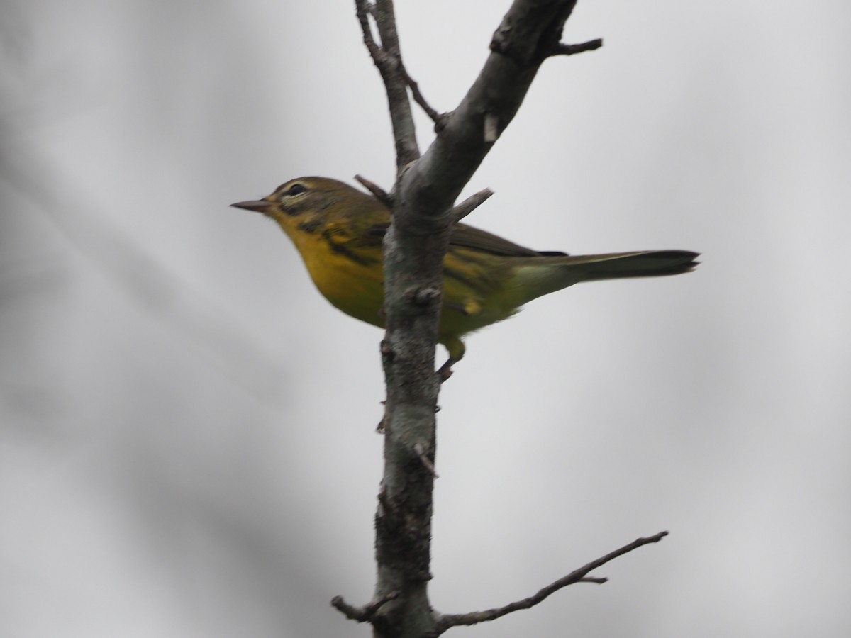 Prairie Warbler - ML622232646