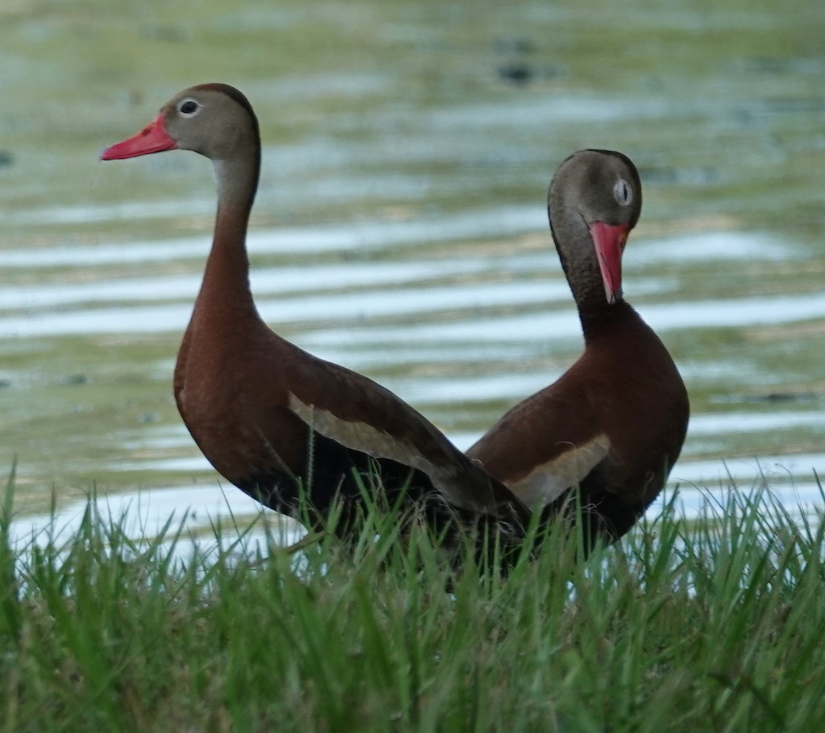 Black-bellied Whistling-Duck - ML622232656