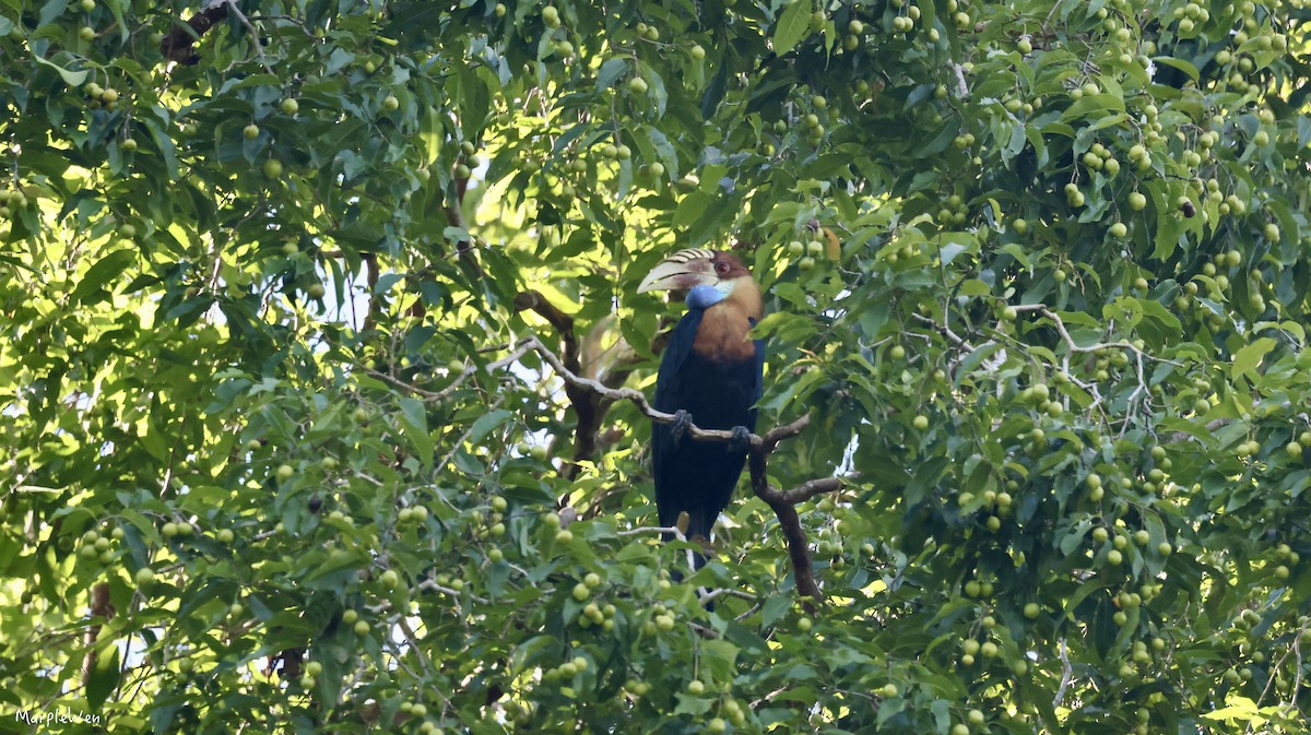 Sumba Hornbill - ML622232661