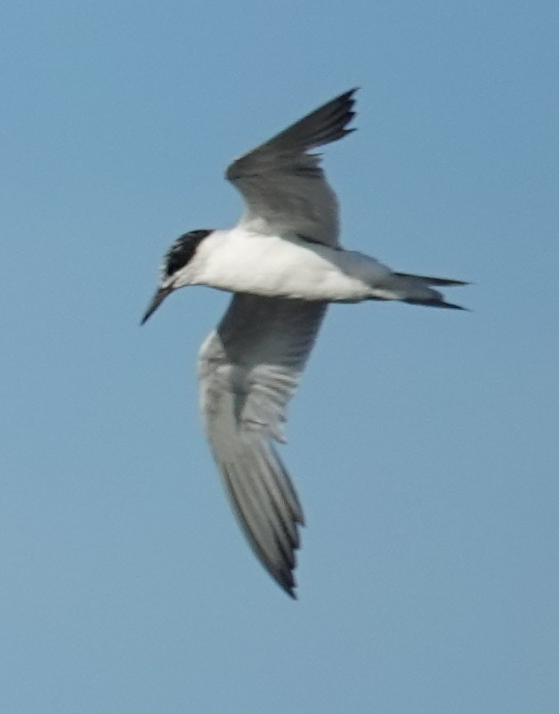 Forster's Tern - Lilian Saul