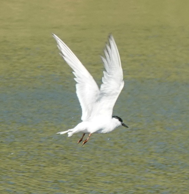 Forster's Tern - ML622232678