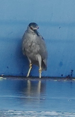 Black-crowned Night Heron - ML622232689