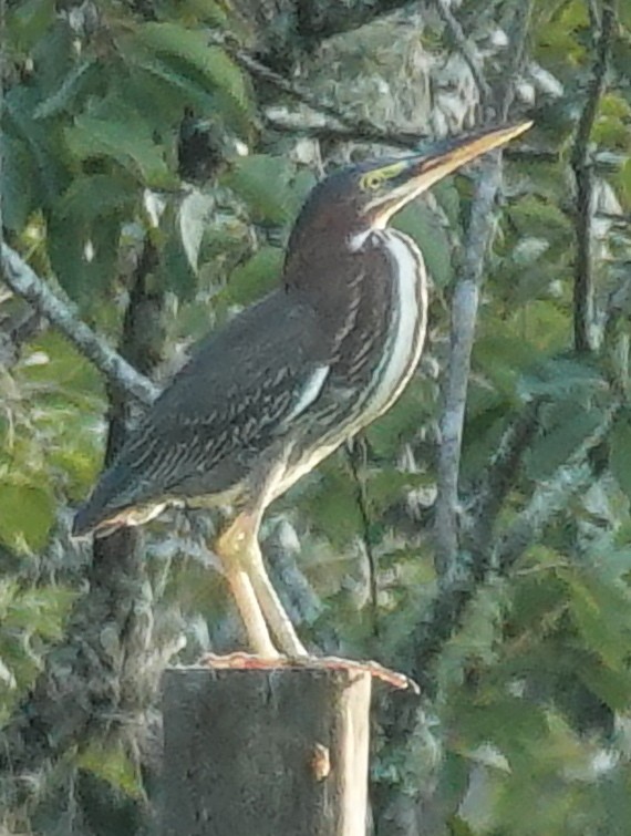 Green Heron - ML622232696