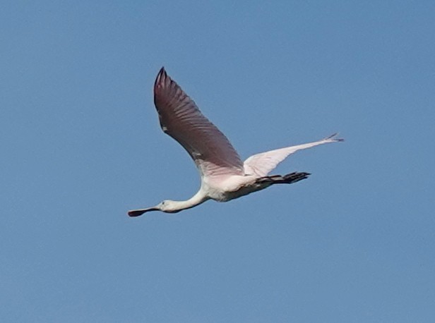 Roseate Spoonbill - ML622232700