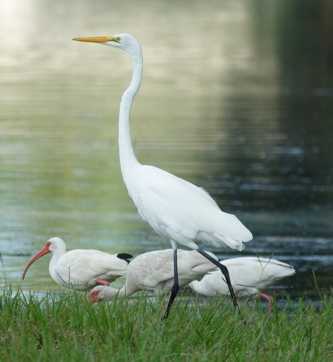 Great Egret - ML622232701