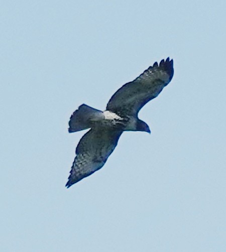 Short-tailed Hawk - Lilian Saul