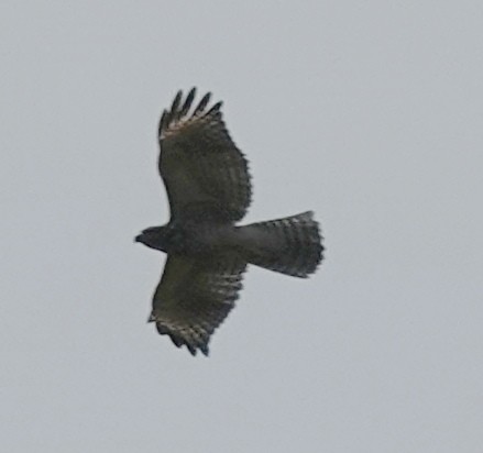 Short-tailed Hawk - ML622232710