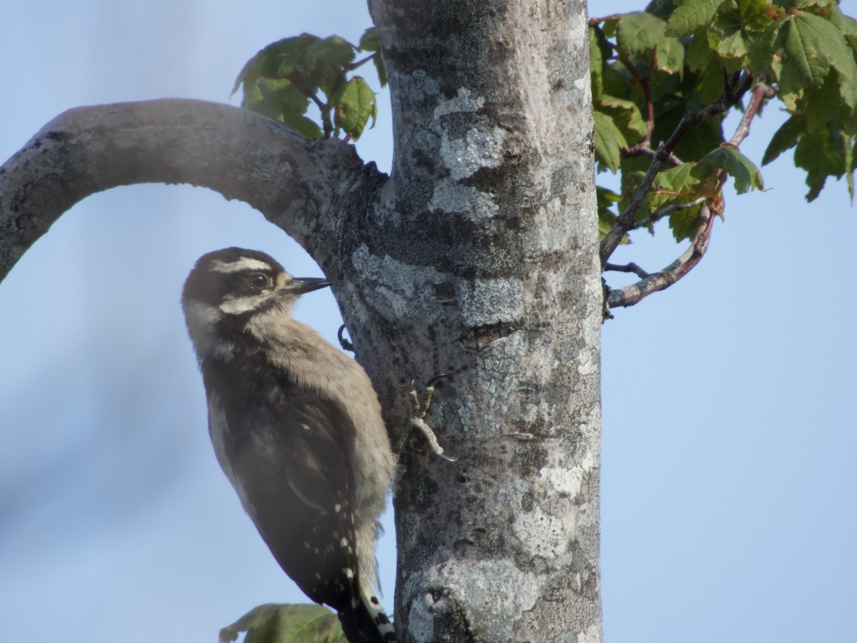 Downy Woodpecker - ML622232767