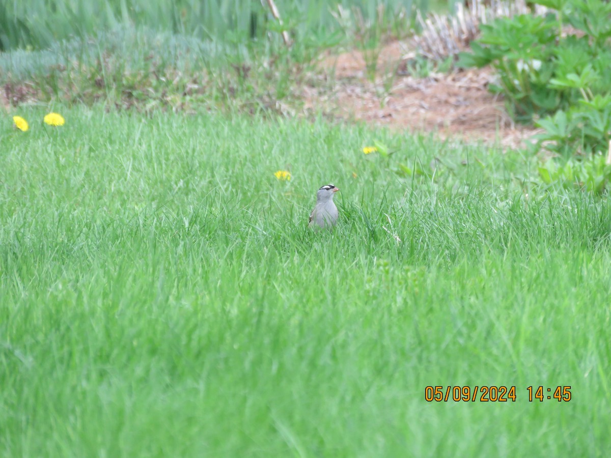 White-crowned Sparrow - ML622232769