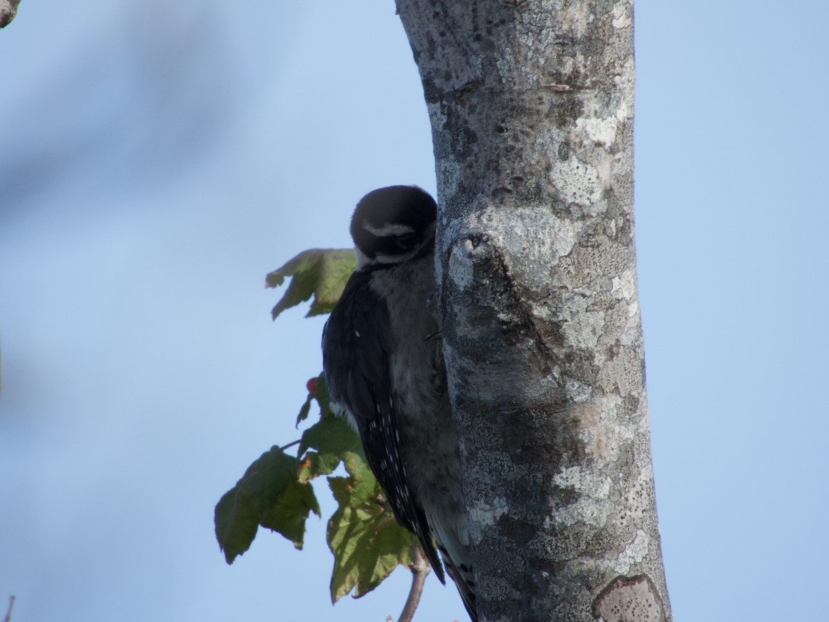 Downy Woodpecker - ML622232770