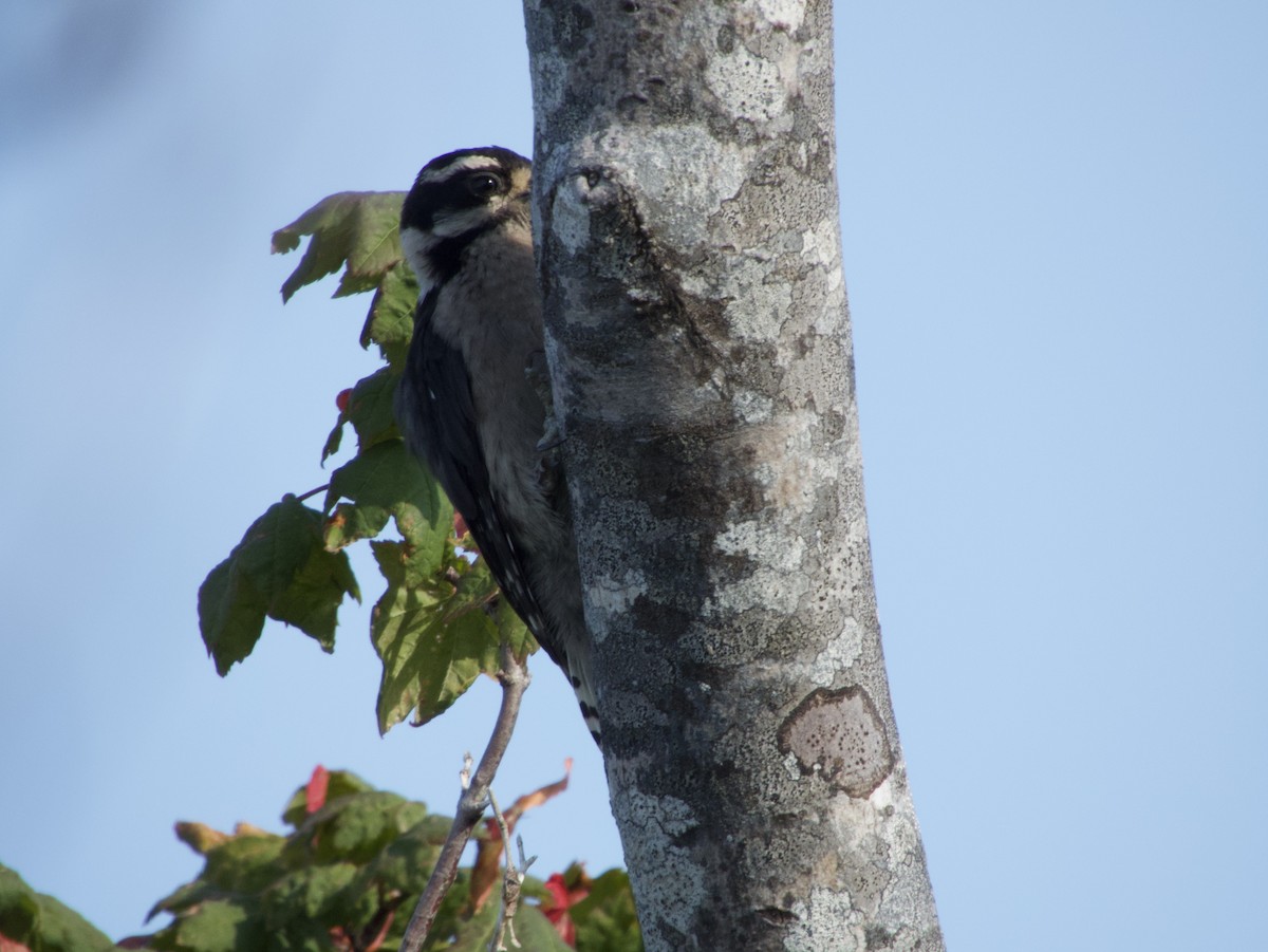 Downy Woodpecker - ML622232778