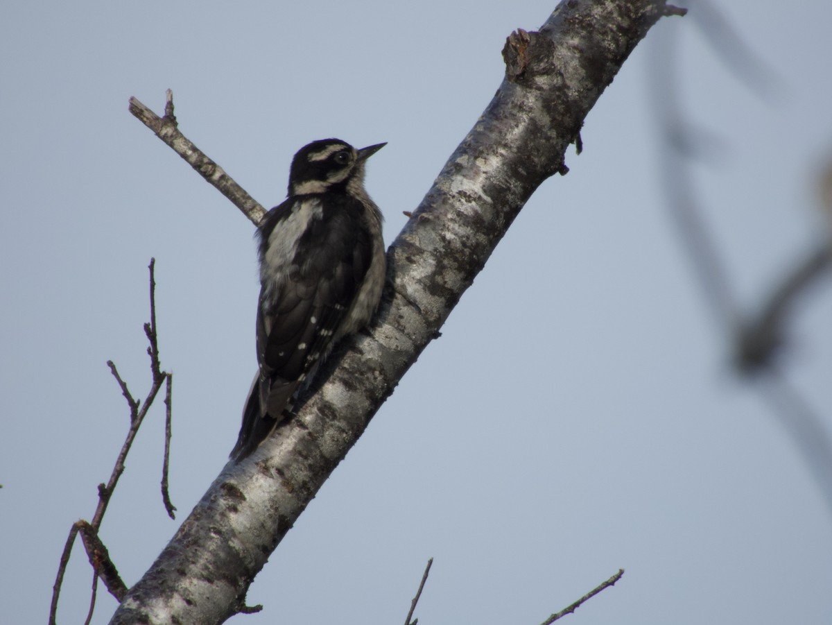 Downy Woodpecker - ML622232781