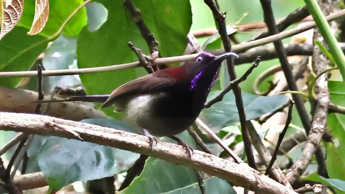 Black-throated Sunbird - ML622232799