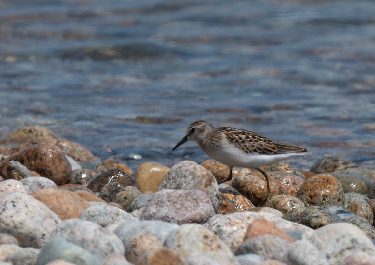 Least Sandpiper - Bonnie Tate