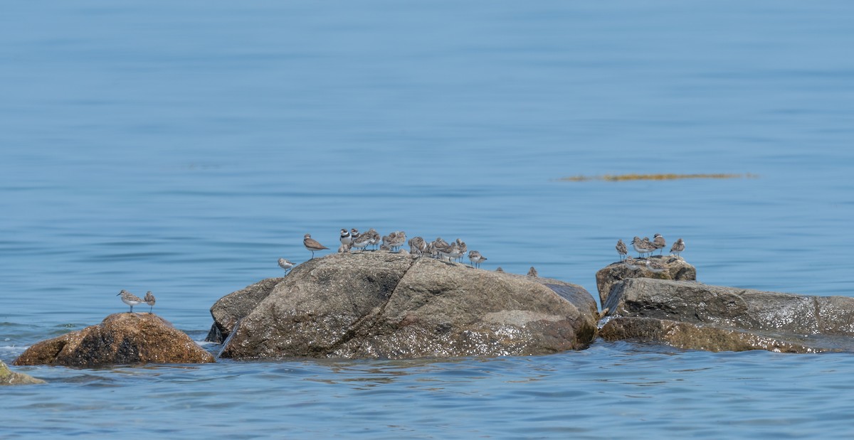 Semipalmated Sandpiper - Bonnie Tate