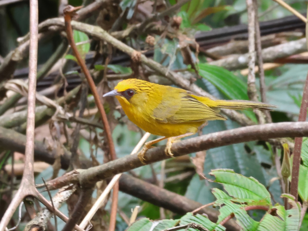 Golden Babbler - ML622232829