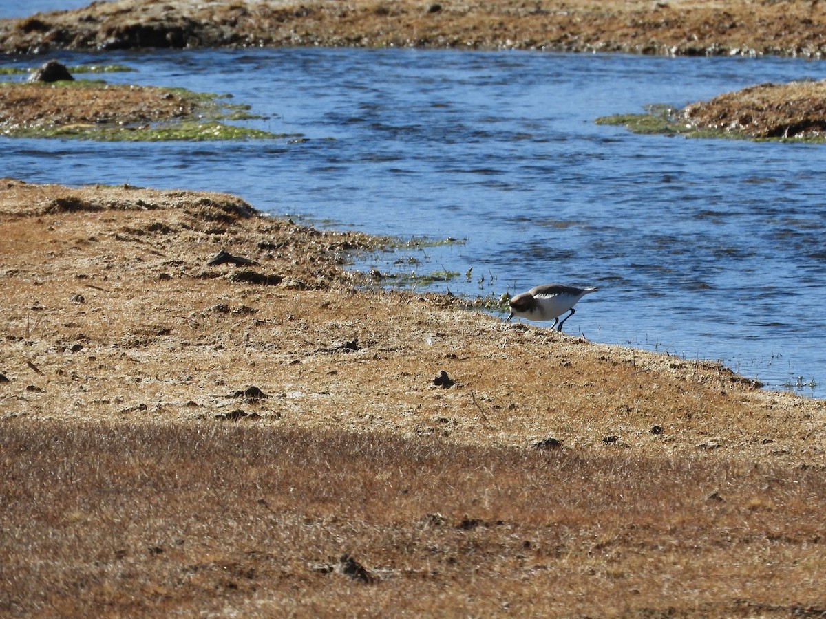 Puna Plover - ML622232830