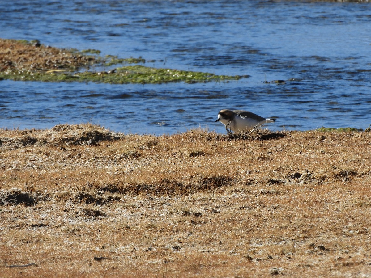 Puna Plover - ML622232831