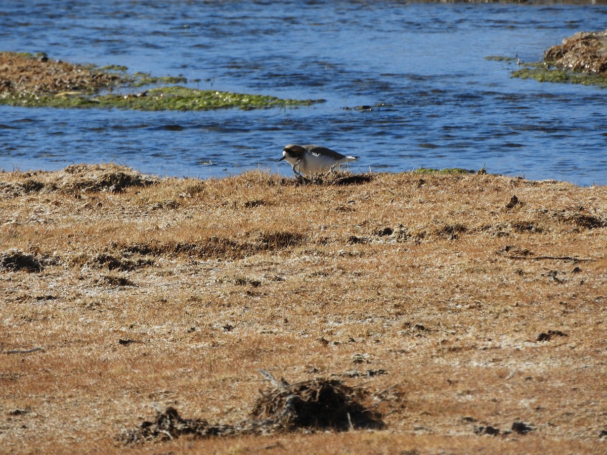 Puna Plover - ML622232833