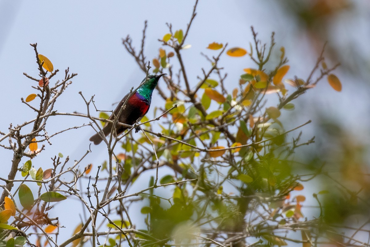 Neergaard's Sunbird - ML622232897