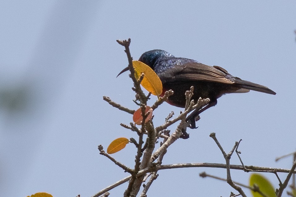 Neergaard's Sunbird - ML622232898