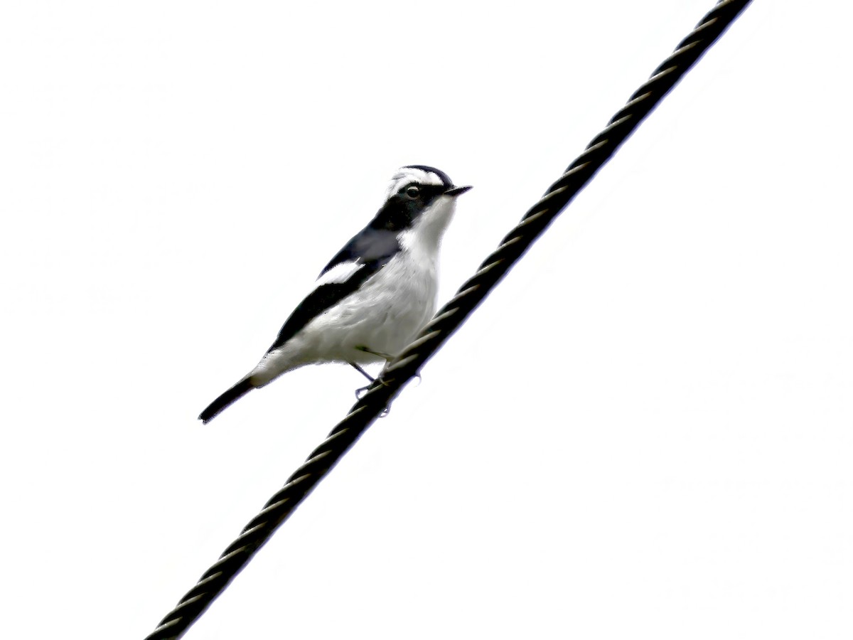 Little Pied Flycatcher - ML622232903