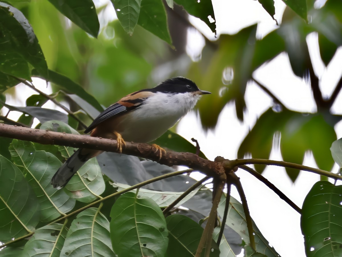 Rufous-backed Sibia - ML622232971