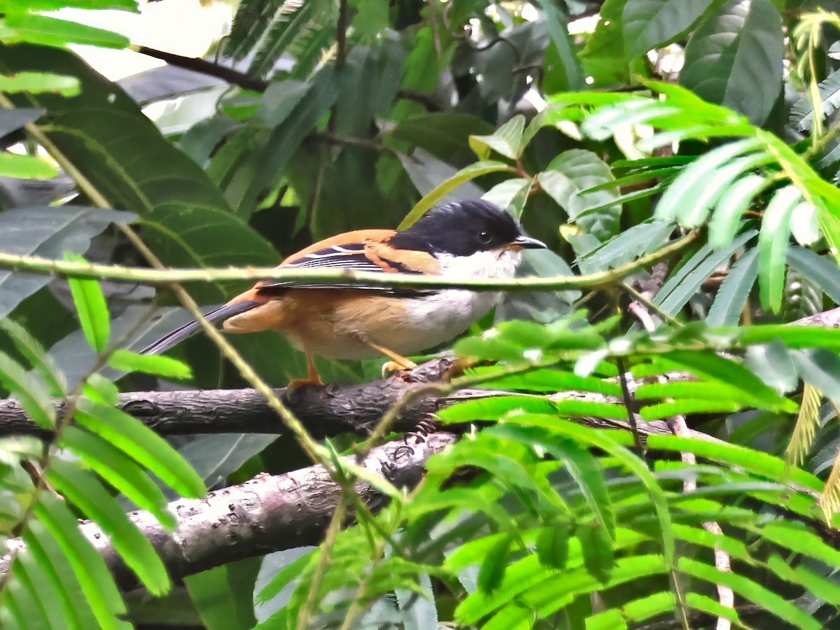 Rufous-backed Sibia - ML622232972