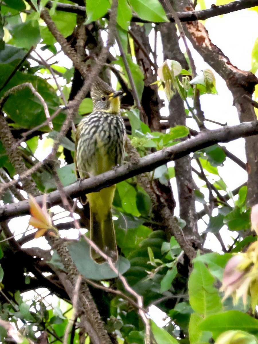 Striated Bulbul - ML622232989