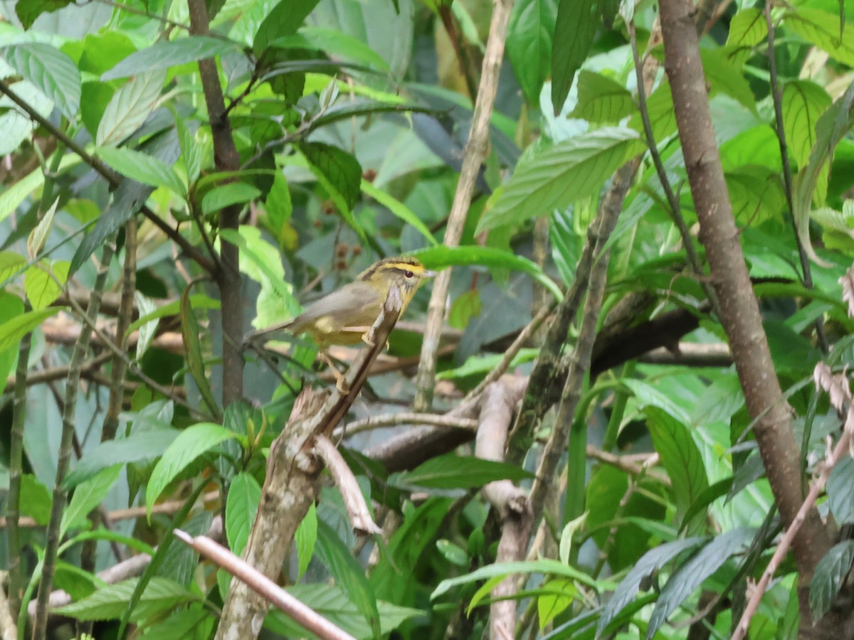 Yellow-throated Fulvetta - ML622233011