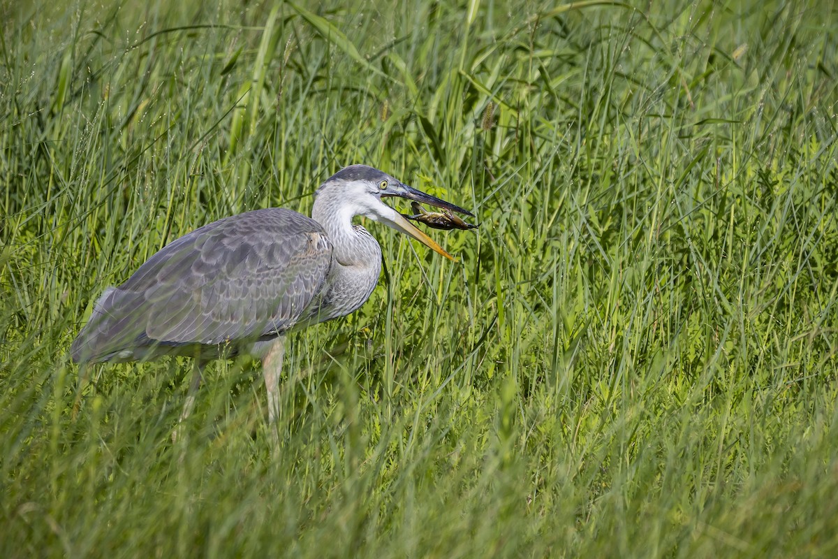 Great Blue Heron - ML622233061