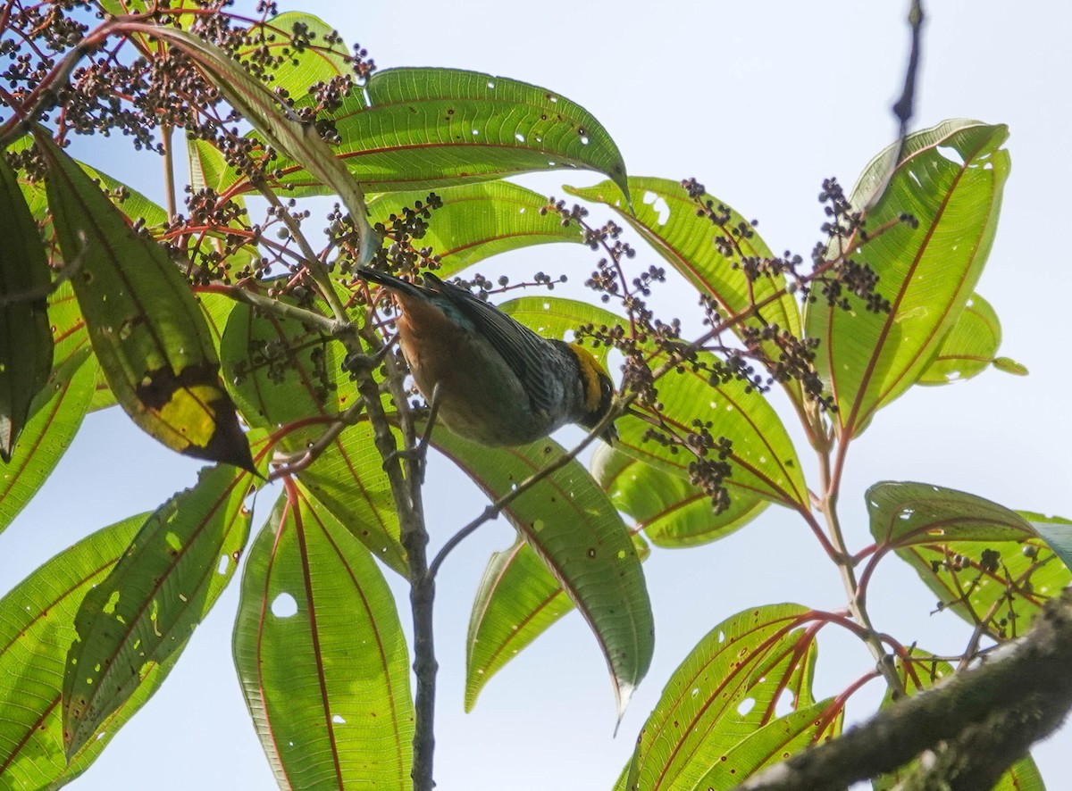 Saffron-crowned Tanager - Randall Siebert