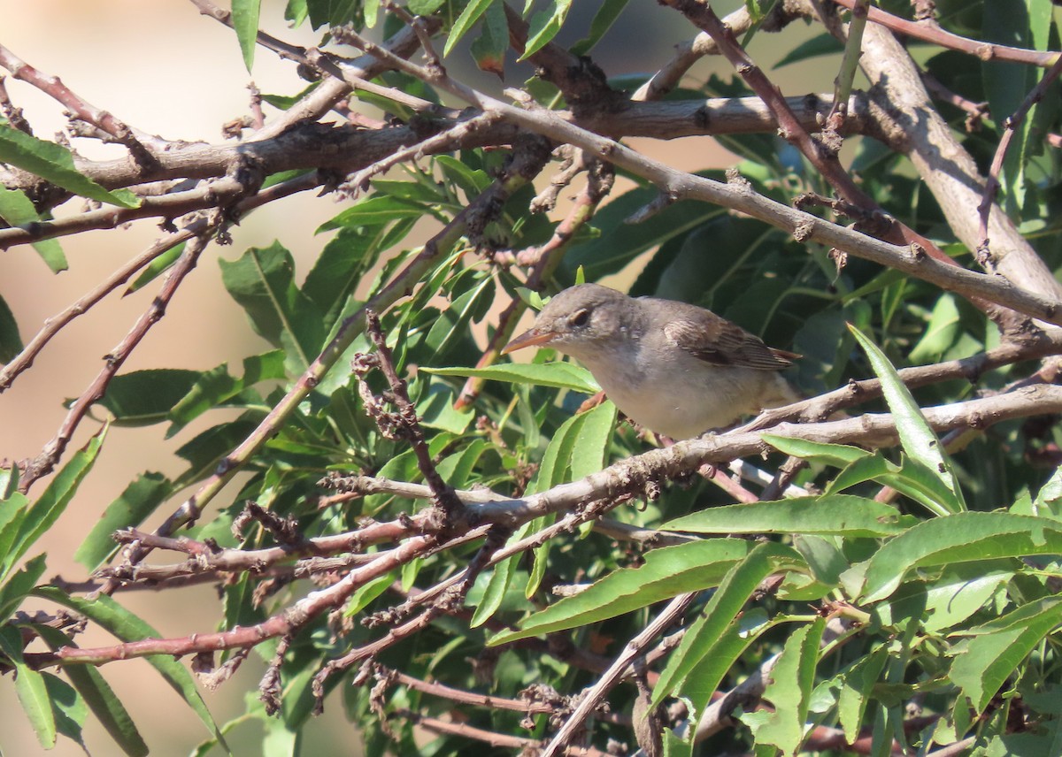 Olive-tree Warbler - ML622233233