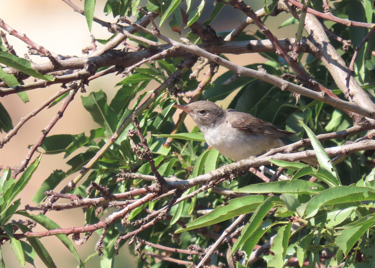 Olive-tree Warbler - ML622233234