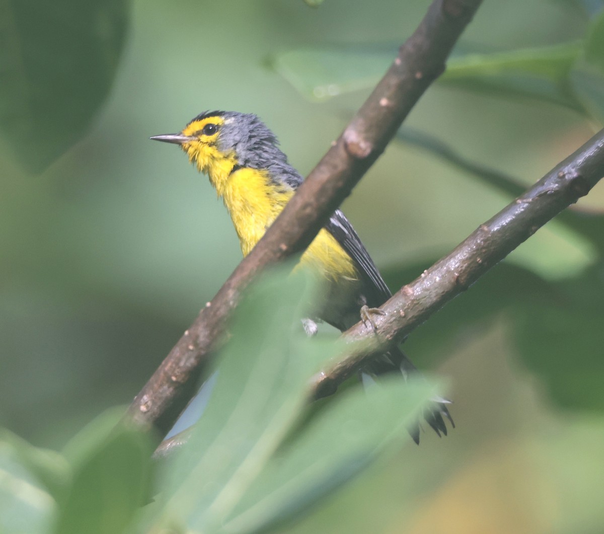 St. Lucia Warbler - ML622233259