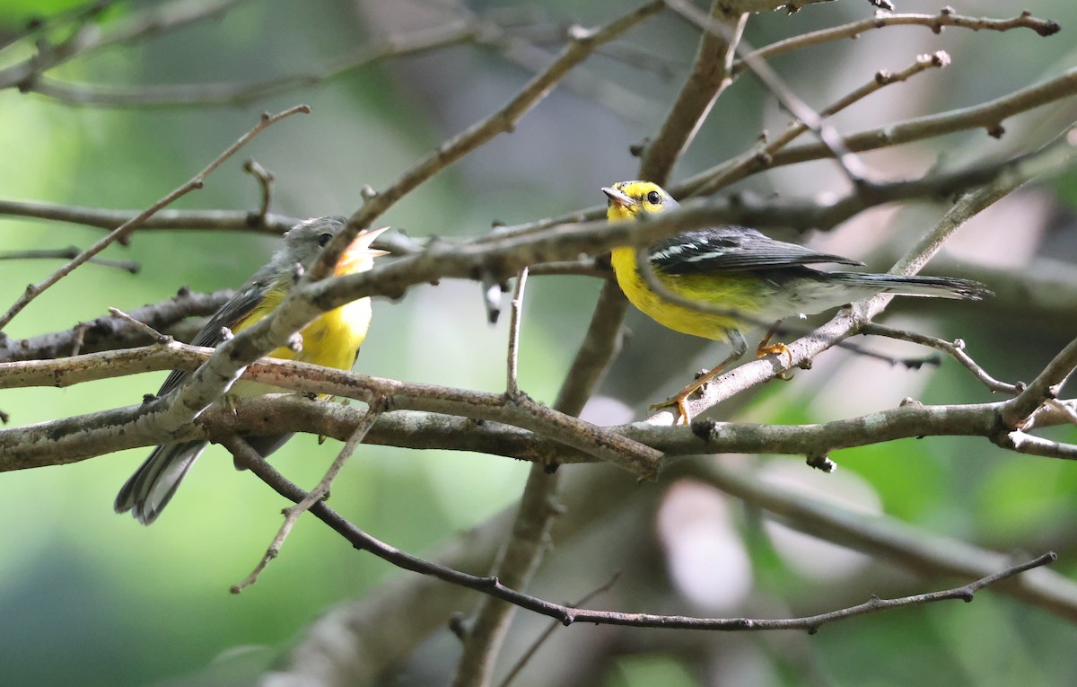 St. Lucia Warbler - ML622233263