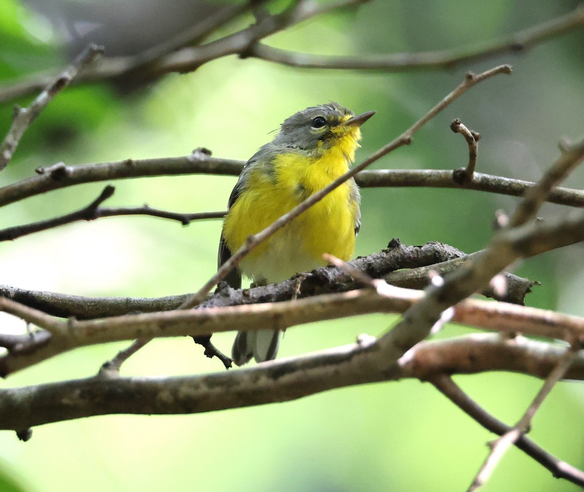 St. Lucia Warbler - ML622233266