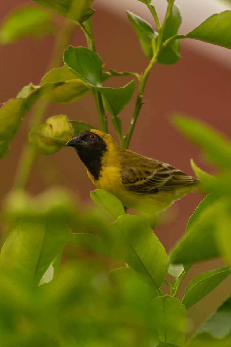 Little Weaver - ML622233339