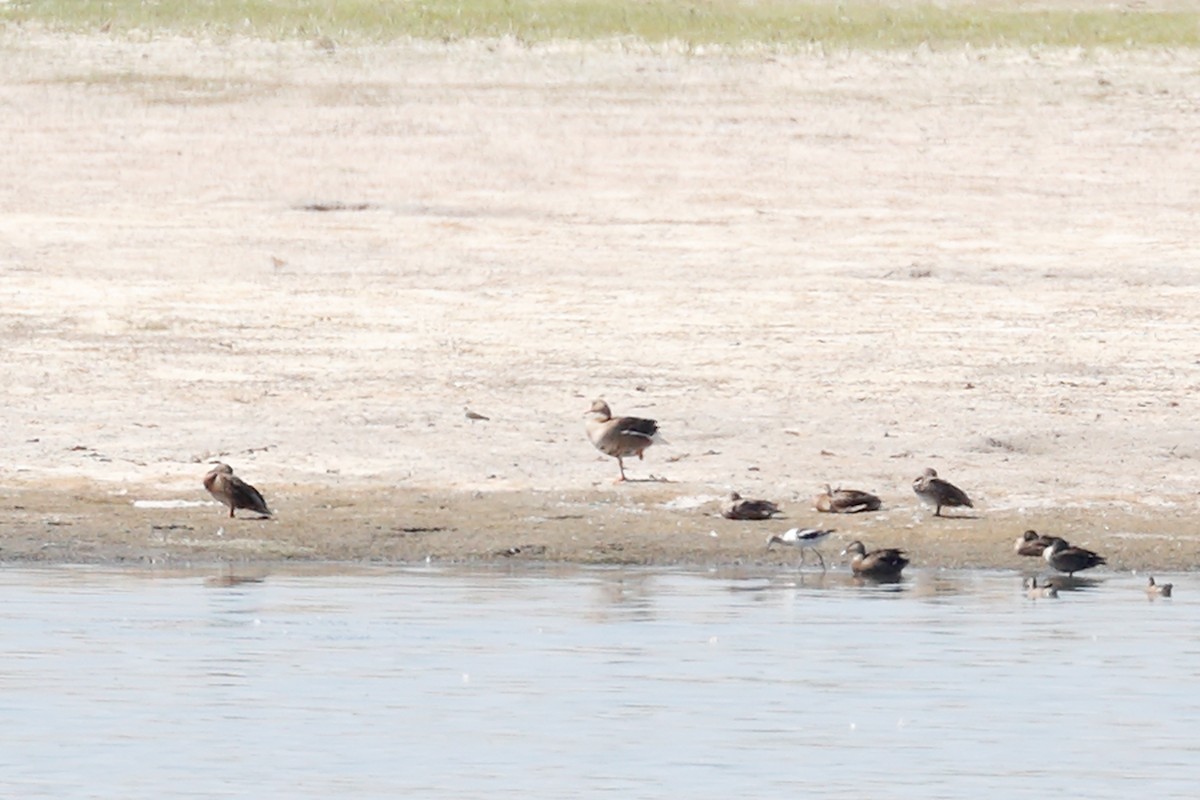 Greater White-fronted Goose - ML622233353