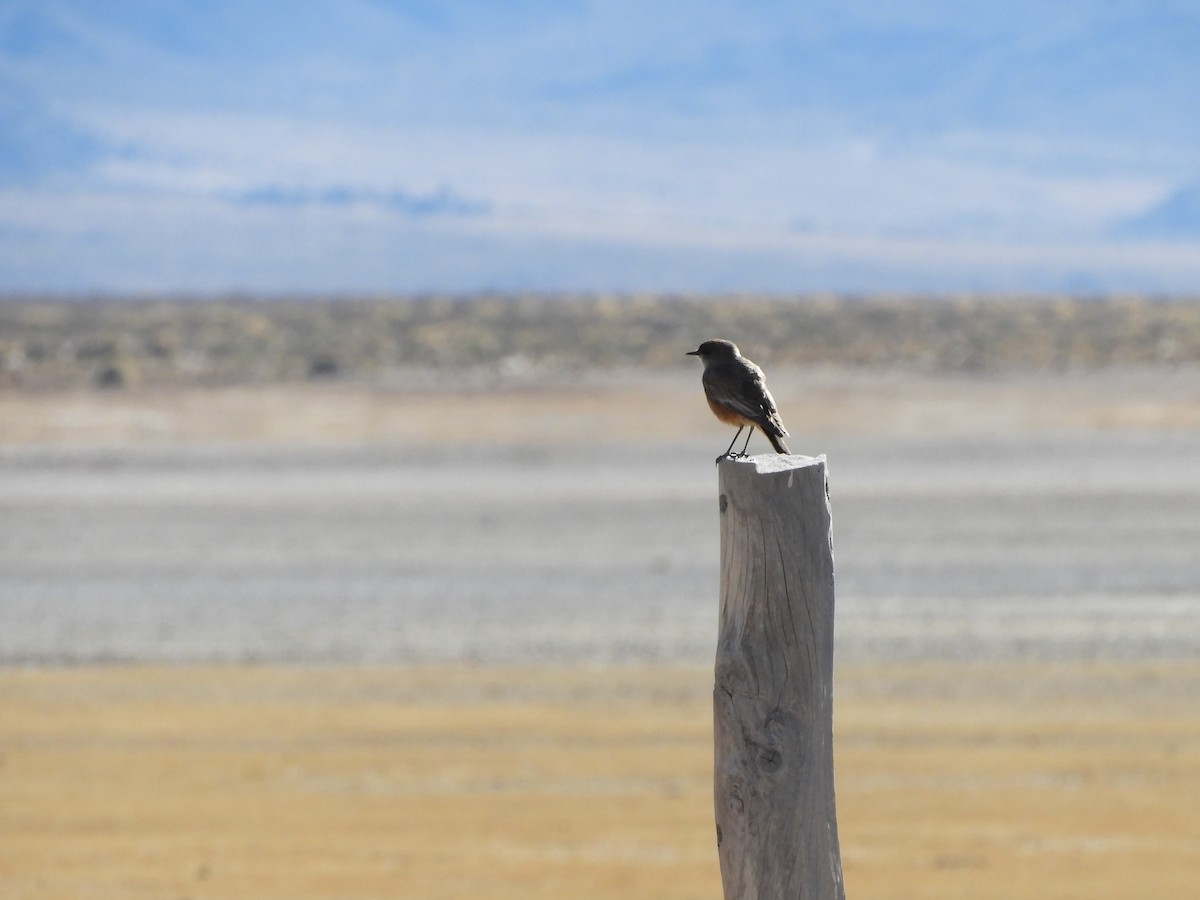 Cinnamon-bellied Ground-Tyrant - ML622233384