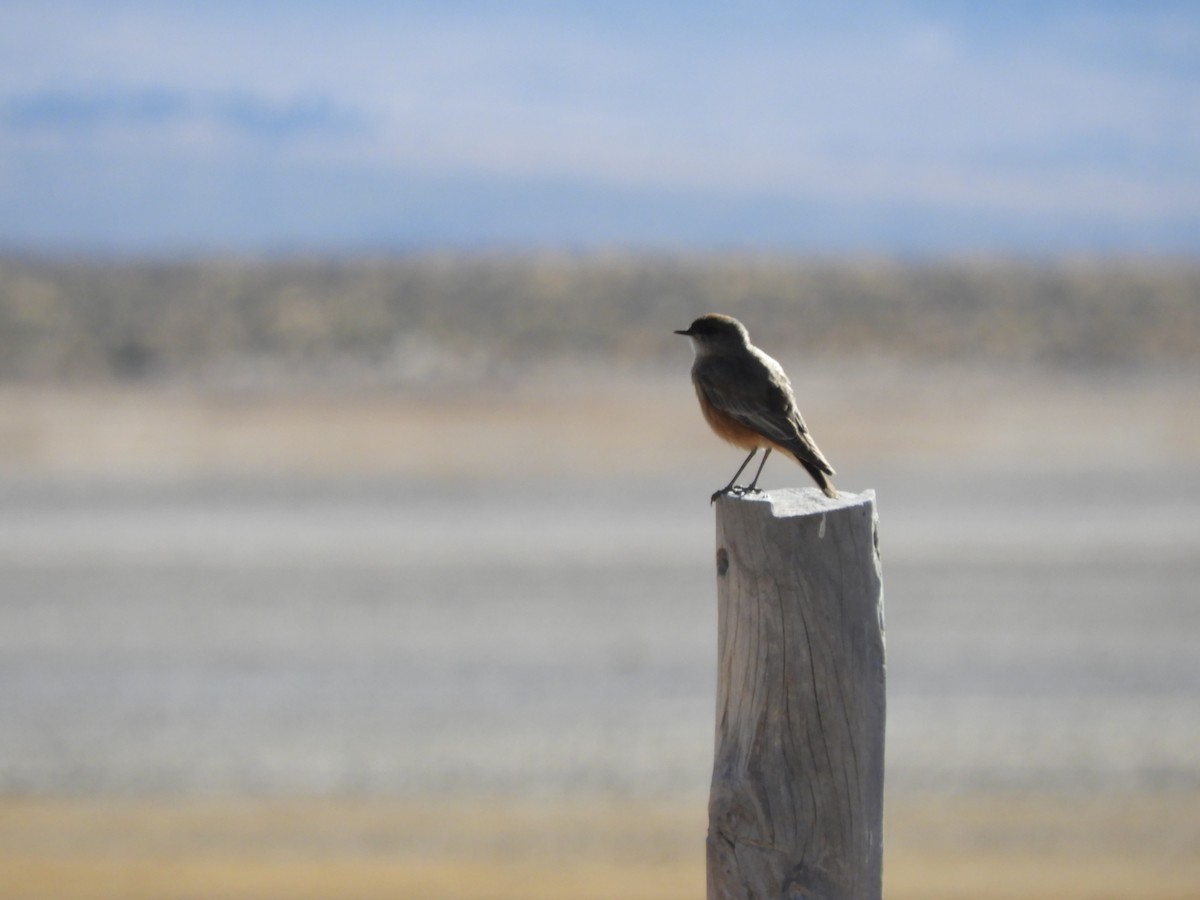 Cinnamon-bellied Ground-Tyrant - ML622233385