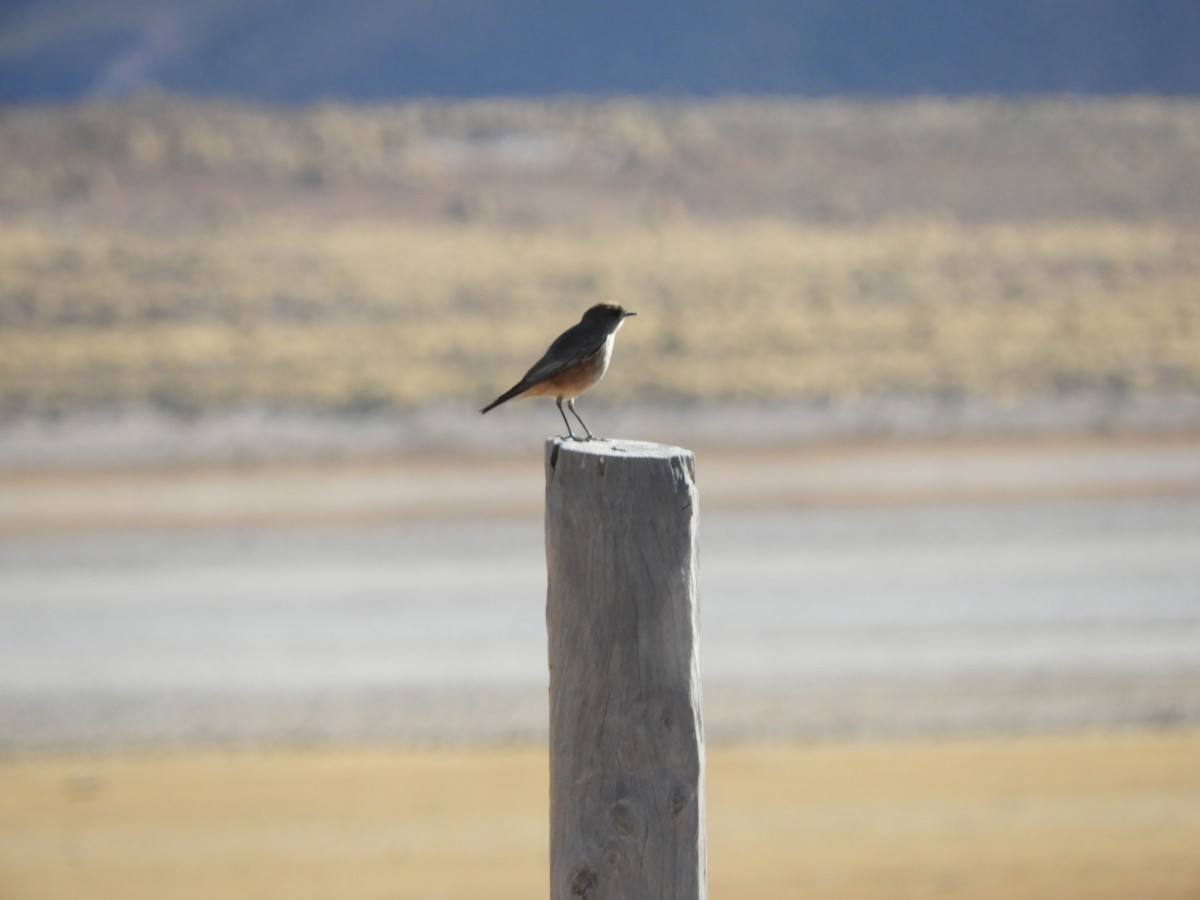 Cinnamon-bellied Ground-Tyrant - ML622233387