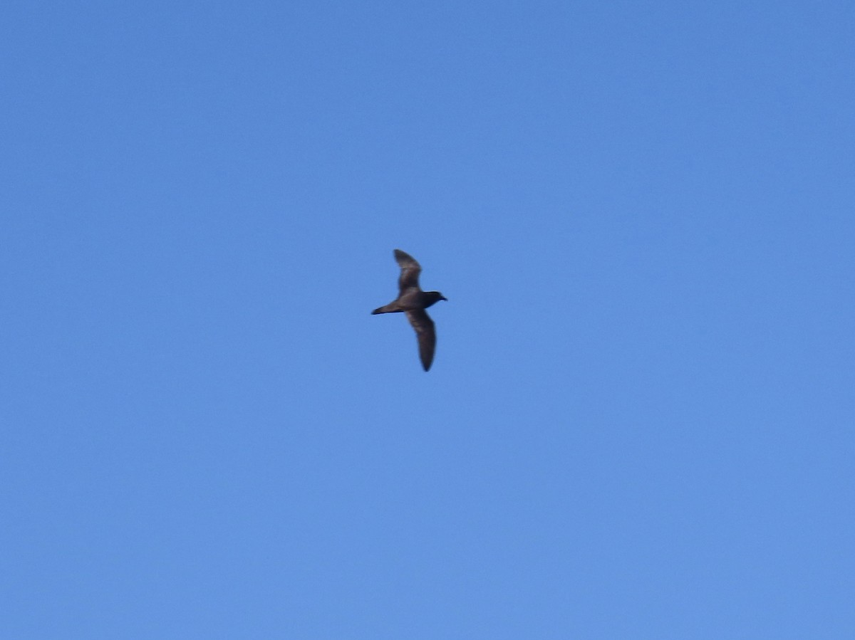 Murphy's Petrel - Don Witter