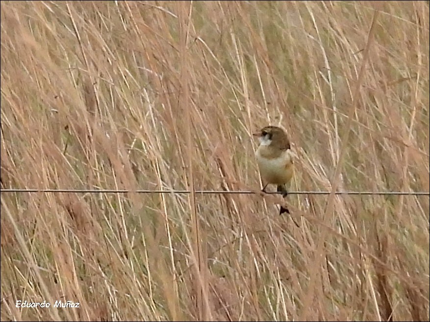 Strange-tailed Tyrant - ML622233667