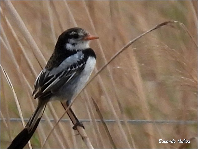 Strange-tailed Tyrant - ML622233668