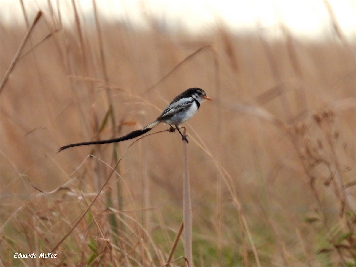 Strange-tailed Tyrant - ML622233673